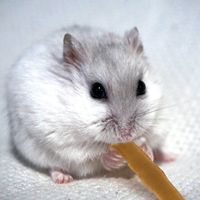 ミニアニマン 小動物のやみつきコオロギ プレーン 国産 25g 6袋 ドギーマンハヤシ