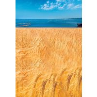 壱岐っ娘 25度 900ml パック 1本 麦焼酎 壱岐の蔵酒造