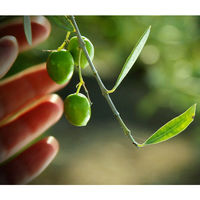 スペイン産 ヴィラブランカ オーガニック エクストラバージンオリーブオイル PET 1L（1000ml） 1本 nakato 有機