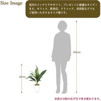 ササガワ フェイクグリーン・人工観葉植物 ドラセナ Mサイズ 32-8709 1個（直送品）