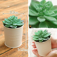 バルサン 虫除け 虫こないもん 置くだけプランツ　(270日)　 無香料 レック　置き型・置くタイプ1セット(3個)