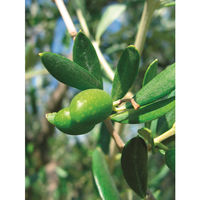 ALCE NERO（アルチェネロ） イタリア産 有機エキストラバージンオリーブオイル ドルチェ 500ml 1本