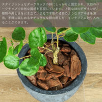 エスエスケイ 光触媒インテリアグリーン ポリシャス 70cm 25090 1個（直送品）