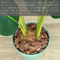 エスエスケイ 光触媒インテリアグリーン オーガスタ 80cm 25087 1個（直送品）