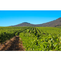 【サクラワインアワード ゴールド】南アフリカ KWV ケープブラン 白ワイン やや辛口 750ml 1本 国分