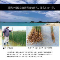 イケヒコ 沖縄ビーグ い草ラグ 2000×1280mm ネイビー 1050681191703 1枚（直送品）