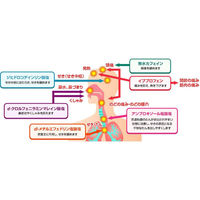 コルゲンコーワ IB透明カプセルαプラス 30カプセル 興和 総合かぜ薬 発熱 のどの痛み【指定第2類医薬品】