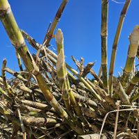 波照間島産黒糖250g 1袋 ゆうな物産