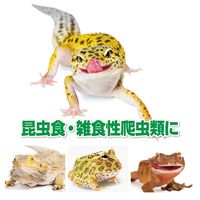 エキゾテラ RepDeli トリプルバグペースト ミズアブ＆コオロギ 国産（5g×6本）1個 ジェックス 爬虫類用 餌