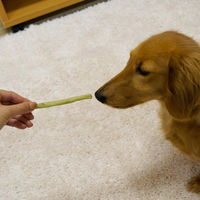 ドギーマン ホワイデント 激かみ！歯みがきガム グリーン スティック S 小型犬向き 24本 1袋 犬用 おやつ 歯磨き