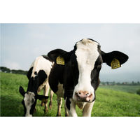 南日本酪農 [冷蔵] 南日本酪農協同 高千穂牧場シリーズ 4種セット(各5本) なし 1セット(4種計20本)（直送品）