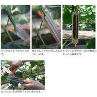 カネコ種苗 キュウリの型 デコきゅう ハート 830922 1箱(40個)（直送品）