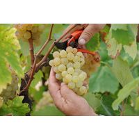 スペイン セグラヴューダス ブルート レゼルバ カヴァ スパークリングワイン 白 辛口 750ml 1セット（1本×3）　三菱食品