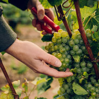 モエ・エ・シャンドン グラン ヴィンテージ ロゼ 2016  750ml箱付 1本　ギフトカード　二重封筒／熨斗（御祝）（直送品）