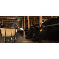 【手土産やお祝いの贈り物に】 米沢牛 黄木　焼肉用　肩ロース 230g・肩200g ギフトカード　桐箱　専用紙袋付き（直送品）