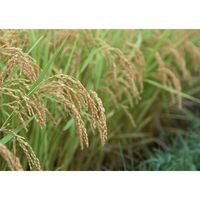 【手土産やお祝いの贈り物に】 新潟県産 コシヒカリ・至福の一杯 贅沢 お吸い物 ギフトセット A ギフトカード　二重封筒（直送品）