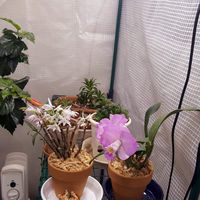 富士倉 植物育成ランプ KY-08W-SC 039992 1個