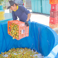 【ロハコ・アスクル限定】紀州 石神の梅干 白干梅 完熟南高梅使用 1セット（1個×24）濱田 オリジナル ご飯のおとも 梅ぼし オリジナル