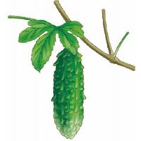 【ギフト包装】 若葉のめぐみ 井藤漢方製薬 2109826 3箱（90袋）（直送品）