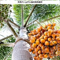 アララ 薬用泡のハンドソープ 本体 350ml 1個 【泡タイプ】 岩谷産業