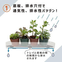 第一ビニール 多肉マンション 観葉/多肉植物用ゲージ 4968438026015 1箱(10個入)（直送品）