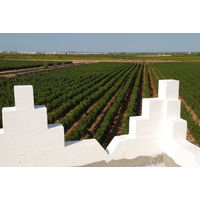 イタリア　 PIZZA＆PASTA（ピザ＆パスタ） シャルドネプーリア　白ワイン　やや辛口　750ml 1本　国分