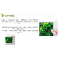 トヨタサントリーミドリエ MIDORIE DESIGN（ミドリエデザイン）観葉植物 グリート ホワイト17B4 1個（直送品）