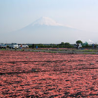 【ロハコ・アスクル限定】のりだくさんふりかけ 桜えび 瀬戸内海産海苔 40g 1セット（1個×2）磯駒海苔 オリジナル ご飯のお供 オリジナル