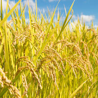 新潟県産 コシヒカリ 5kg 【精白米】 令和7年産 米 お米 こしひかり