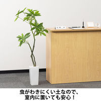 【用土】 室内でも安心！虫がわきにくい観葉植物の土  1袋（5L入） オリジナル