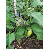 【並行輸入品】【虫よけ】 高芝ギムネ製作所 園芸用 害虫の天敵 除労蜘蛛 5匹入 Mー53 1個