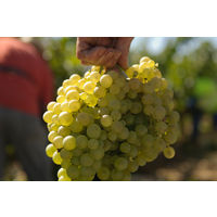 スペイン フレシネ セミセコ・ロゼ　スパークリングワイン　やや甘口　 750ml 1本　サントリー