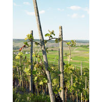 フランス BREE(ブリー) ホワイト シャルドネ 白ワイン 辛口 750ml