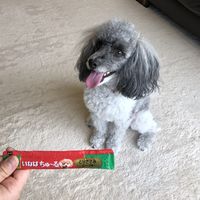 いなば ちゅーる 犬 とりささみ ビーフ入り  総合栄養食 国産（14g×4本）20袋 ちゅ～る ドッグフード 犬用 ウェット おやつ