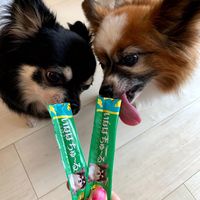 いなば ちゅーる 犬 とりささみ ビーフ入り  総合栄養食 国産（14g×4本）6袋 ちゅ～る ドッグフード 犬用 ウェット おやつ