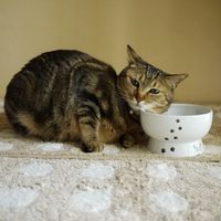 ハッピーダイニング 脚付ウォーターボウル シリコン付き 猫柄 猫壱