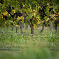 ニュージーランド ブランコット クラシック ピノノワール 赤ワイン ミディアムボディ 750ml 1本 ペルノリカール