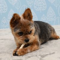 ドギーマン ホワイデント 歯間ケア デンタルロープ ホワイト SS 超小型犬向き 25g（14本）1袋 ドッグフード 犬用 おやつ