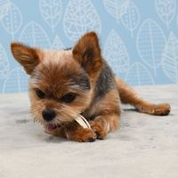 ドギーマン ホワイデント 歯間ケア デンタルフロス ホワイト SS 超小型犬向き 30g（14本）1袋 ドッグフード 犬用 おやつ