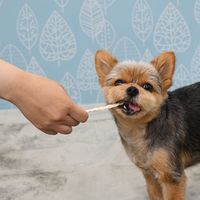 ドギーマン ホワイデント 歯間ケア デンタルロープ ホワイト SS 超小型犬向き 25g（14本）3袋 ドッグフード 犬用 おやつ