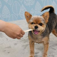 ドギーマン ホワイデント 歯間ケア デンタルフロス ホワイト SS 超小型犬向き 30g（14本）3袋 ドッグフード 犬用 おやつ