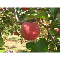 ゴールドパック 信州安曇野 りんごジュース 190g 1箱（30缶入）