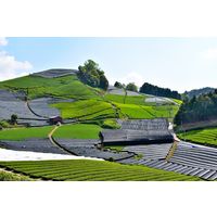 堀田勝太郎 古都の味わい煎茶ティーバッグ 1セット（48バッグ：16バッグ入×3箱）