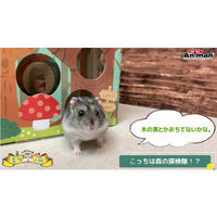 【ワゴンセール】ドギーマン ハムちゃんのもりの箱 1個 ハムスター おもちゃ