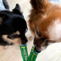 いなば ちゅーる 犬 とりささみ チキンミックス味 総合栄養食 国産（14g×20本）1袋 ちゅ～る ドッグフード 犬用 ウェット おやつ