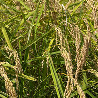 ギフトカード　御礼熨斗　内祝い　贈り物に　「南魚沼・塩沢産 有機栽培コシヒカリ」4種セット はざかけ米・自然乾燥米 8合　二重封筒（直送品）