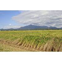 御歳暮 年末の贈り物 景品 新潟県産 コシヒカリ・至福の一杯 贅沢 お吸い物 ギフトセット A ギフトカード 二重封筒 熨斗 １式（直送品）