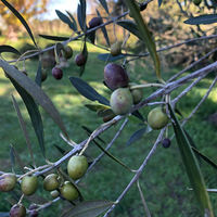 AoyamaLab オンラインギフト URLですぐ納品 贈り物や景品に OLiVO オリーブオイル3本セット メール1通（直送品）