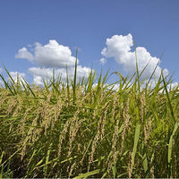 AoyamaLab オンラインギフト URLですぐ納品 贈り物や景品に 「米屋五郎兵衛 極」 十日町産魚沼コシヒカリ 白米 5kg メール1通（直送品）