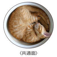 アイアップ ねこトランプ 玩具 おもちゃ カード 008692 1個（直送品）